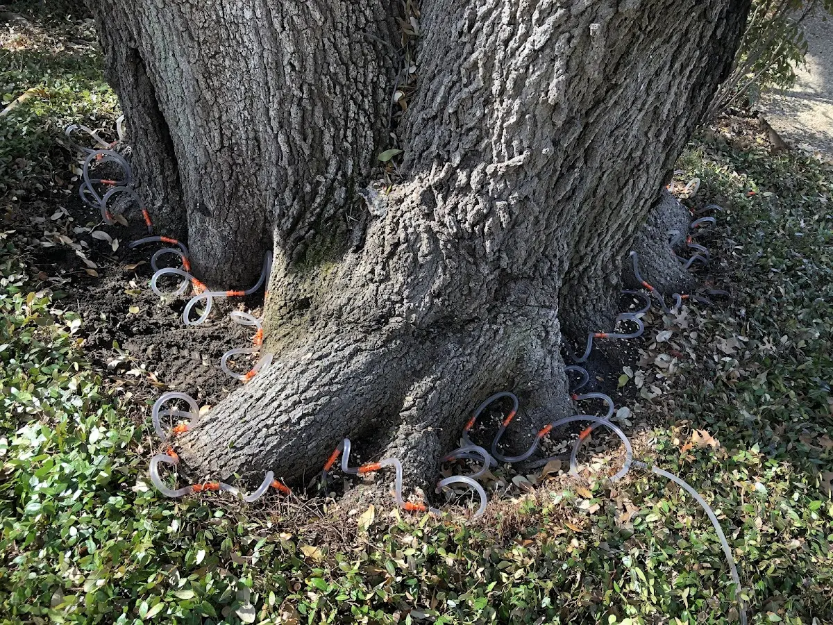 Detailed Tree Cabling and Bracing job site in Albrightsville