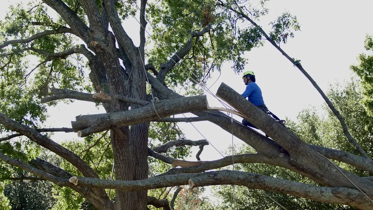 Professional Crown Thinning performed by certified arborists in Albrightsville