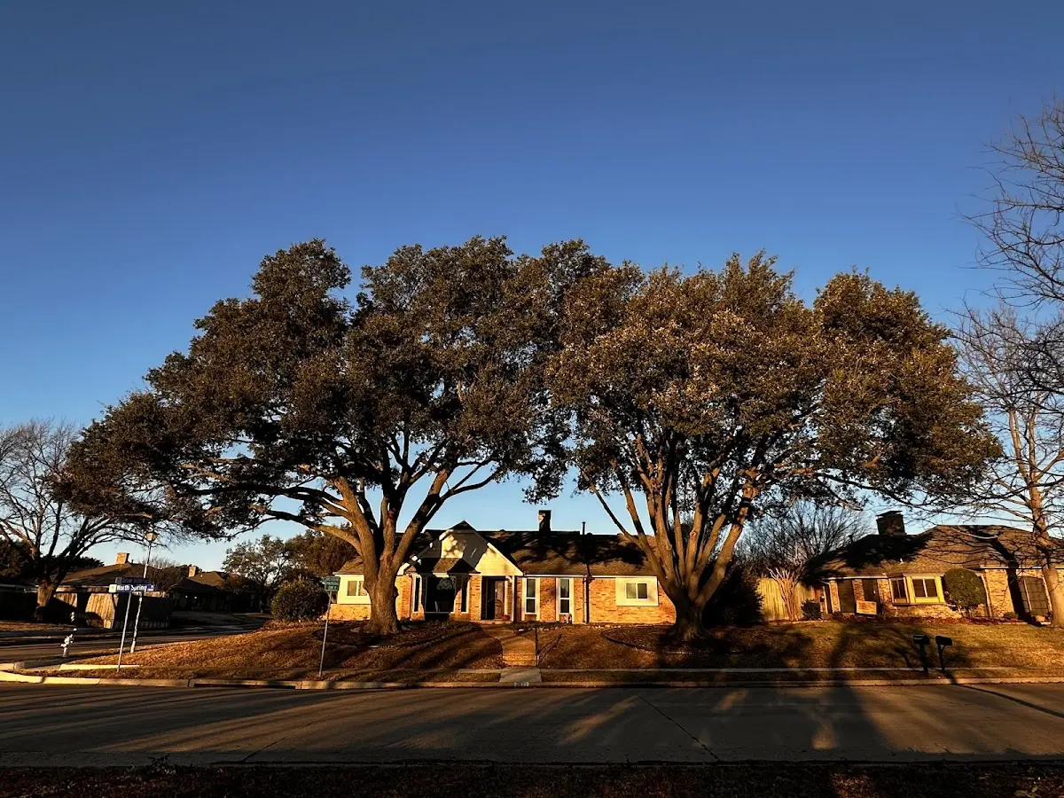 Established residential canopy tree shading a home in Albrightsville